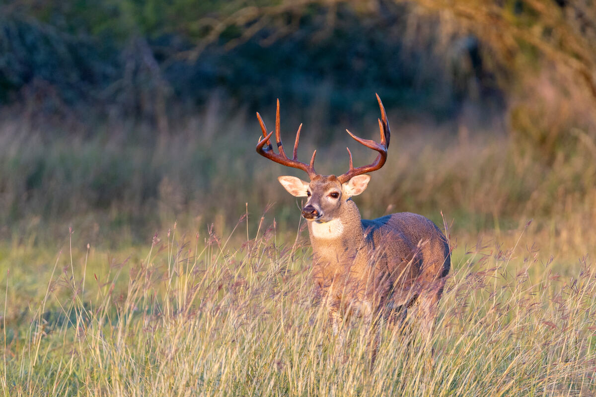 Whitetail buck in tall grass on Arkansas hunting land