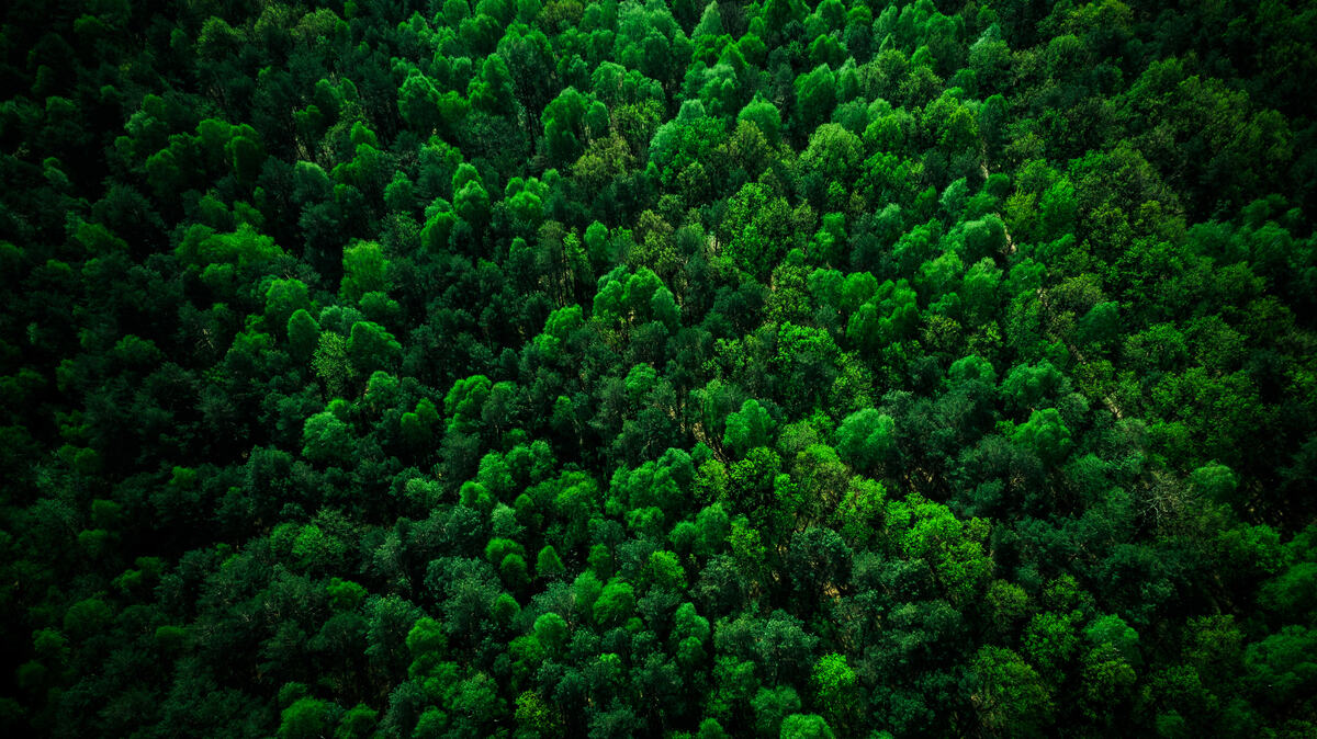 Aerial view of dense Arkansas timber