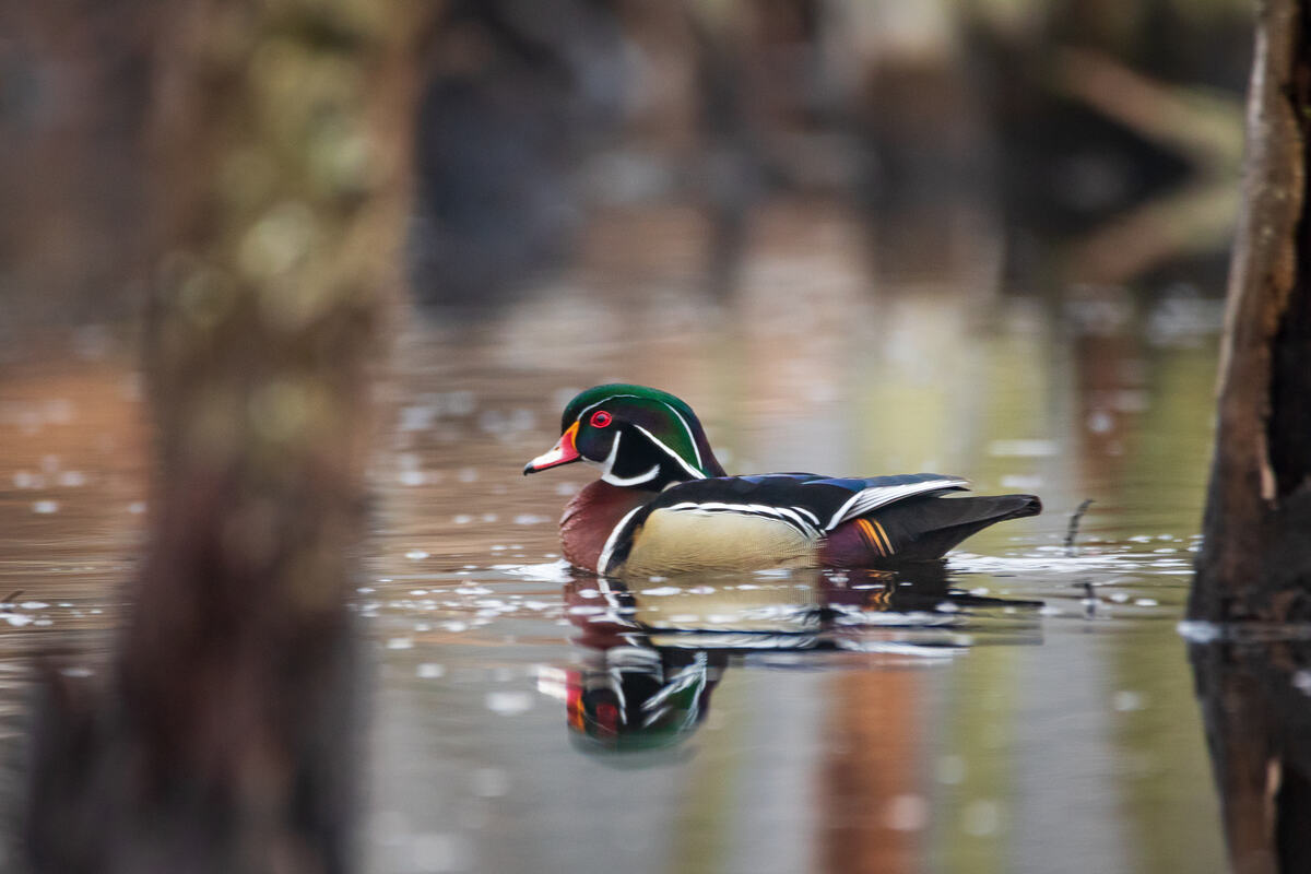 Wood duck drake in flooded timber